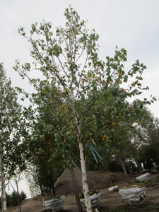 lot 105 image: Whitespire Birch