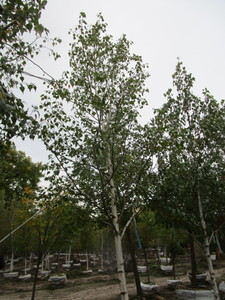 lot 106 image: Whitespire Birch