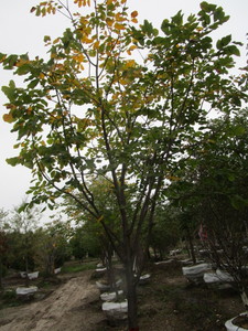 lot 107 image: Yellowwood