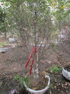 lot 109 image: Pinnacle Birch
