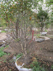 lot 110 image: Pinnacle Birch