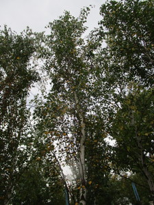 lot 111 image: Parkland Pillar Birch