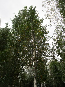 lot 112 image: Parkland Pillar Birch