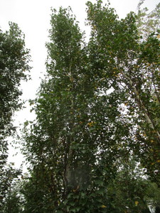 lot 113 image: Parkland Pillar Birch