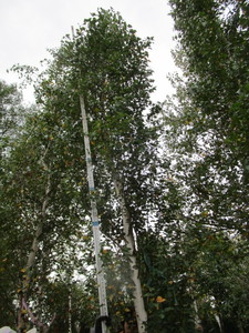 lot 114 image: Parkland Pillar Birch