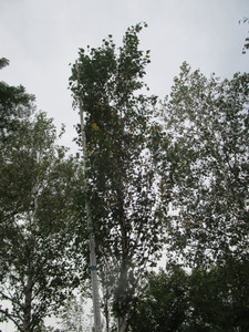 lot 115 image: Parkland Pillar Birch