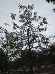 lot 116 image: Northern Pin Oak
