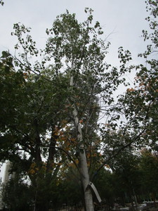 lot 117 image: Whitespire Birch