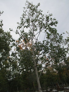lot 118 image: Whitespire Birch