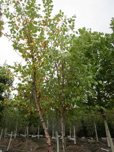 lot 119 image: River Birch