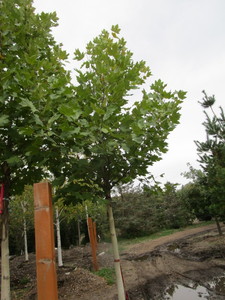 lot 120 image: Exclamation Landon Plane Maple