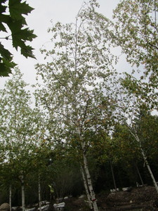 lot 121 image: Whitespire Birch