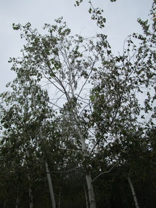 lot 122 image: Whitespire Birch