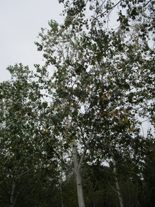 lot 123 image: Whitespire Birch
