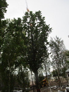 lot 124 image: Regal Prince Columnar Oak