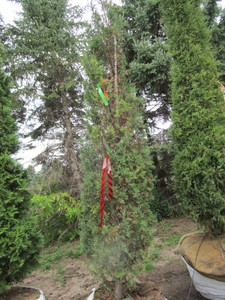 lot 125 image: Taylor Juniper