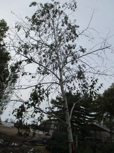lot 151 image: Whitespire Birch
