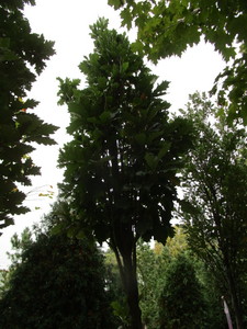 lot 154 image: Regal Prince Columnar Oak