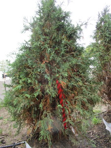 lot 156 image: Techny Arborvitae