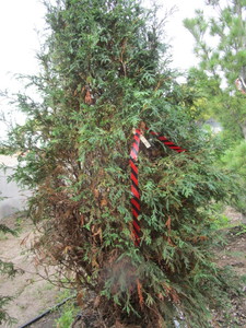lot 157 image: Techny Arborvitae