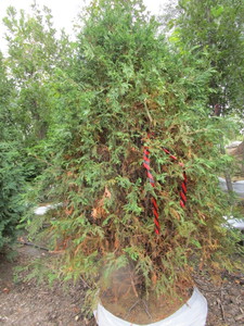 lot 158 image: Techny Arborvitae