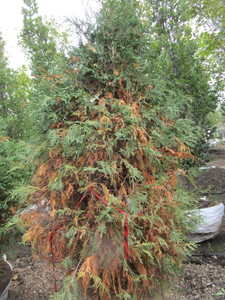 lot 159 image: Techny Arborvitae