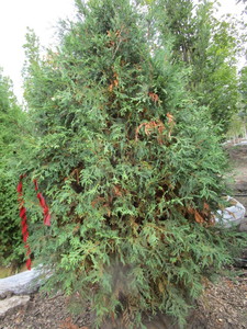 lot 160 image: Techny Arborvitae