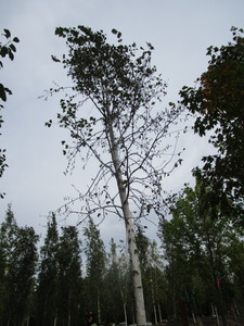 lot 162 image: Prairie Dream Birch