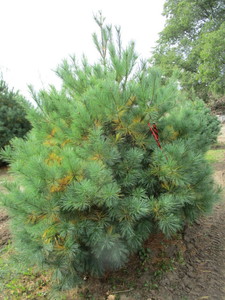 lot 163 image: White Pine