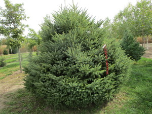 Black Hills Spruce