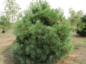 lot 165 image: White Pine