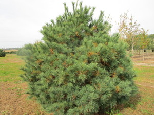 lot 166 image: White Pine