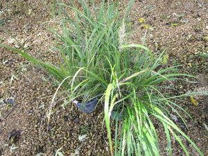 lot 167 image: Feather Reed Grass
