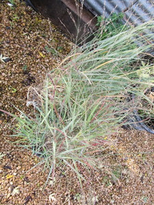 lot 168 image: Switch Grass