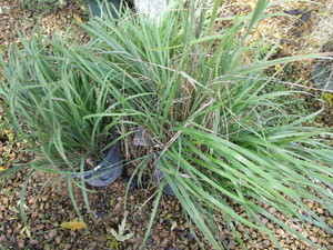 lot 169 image: Feather Reed Grass