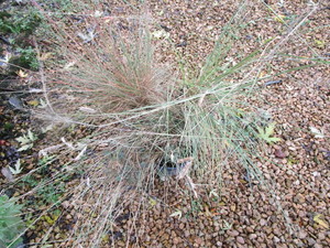 lot 170 image: Prairie Dropseed Grass