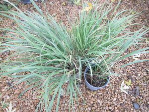 lot 171 image: Feather Reed Grass