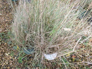 lot 172 image: Prairie Dropseed Grass