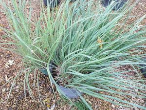 lot 173 image: Feather Reed Grass