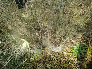 lot 174 image: Prairie Dropseed Grass