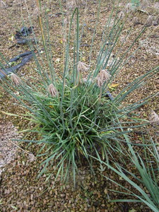 lot 175 image: Allium