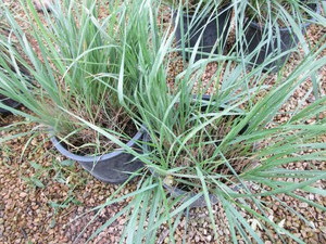 lot 176 image: Feather Reed Grass, Two