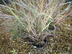 lot 177 image: Little Bluestem