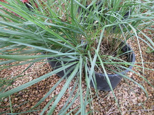 lot 181 image: Feather Reed Grass, Two