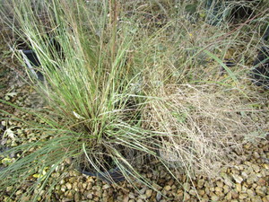 lot 178 image: Prairie Dropseed Grass