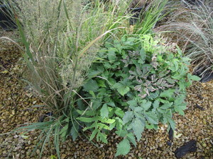 lot 179 image: Astilbe & Grasses