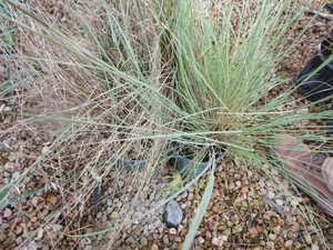 lot 180 image: Prairie Dropseed Grass