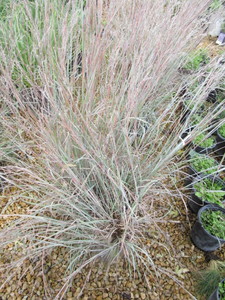 lot 182 image: Little Bluestem