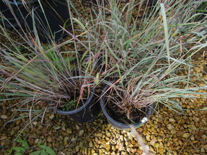 lot 183 image: Little Bluestem