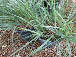 lot 184 image: Feather Reed Grass, Two